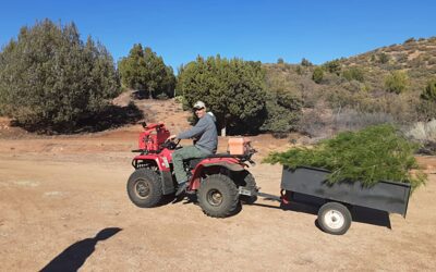 Cut Your Own Christmas Tree at M&D Trees