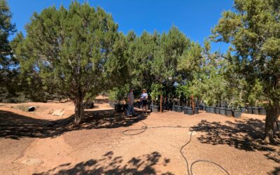 Fall Tree Care — 3 Essential Steps for Healthy Growth