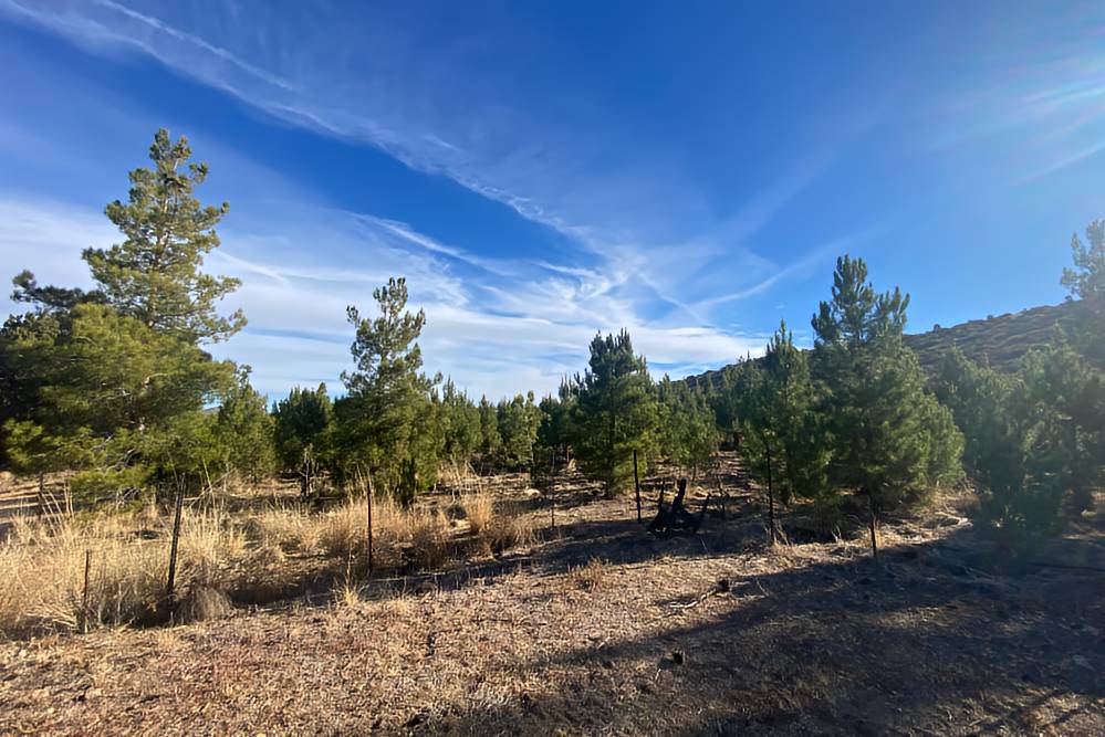 Annual Cut Your Own Christmas Tree Event at M&D Trees